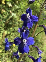 Delphinium trolliifolium