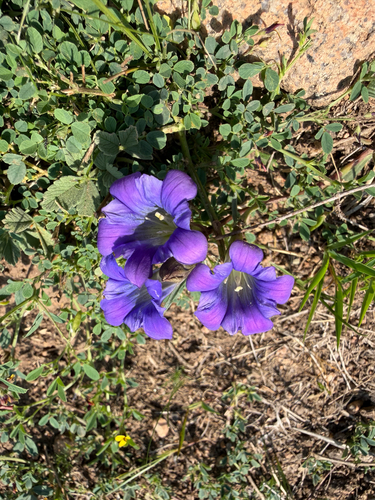 Gentiana dahurica