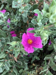 Cistus
