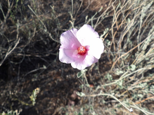Rock Hibiscus