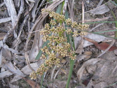 Lomandra multiflora dura