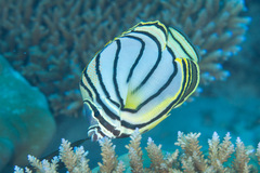Chaetodon meyeri