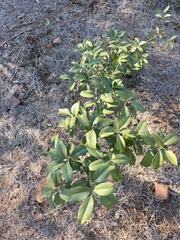 Vepris reflexa
