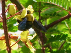 Xylocopa ruficornis