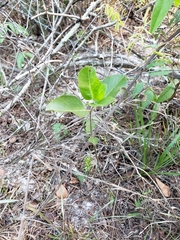 Asclepias curtissii