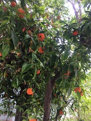 Citrus deliciosa