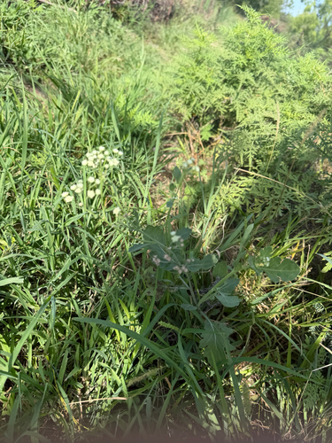 Gray's feverfew