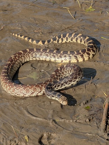 Gopher Snake