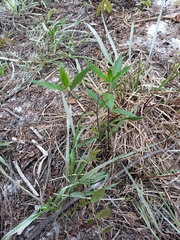 Asclepias curtissii