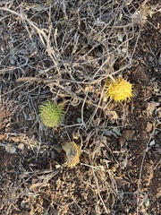 Cucumis anguria