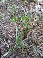 Asclepias curtissii