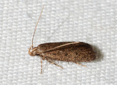 Glyphidocera juniperella