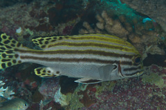 Plectorhinchus lessonii