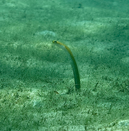 Yellow garden eel (Heteroconger luteolus) — Congridae — 3