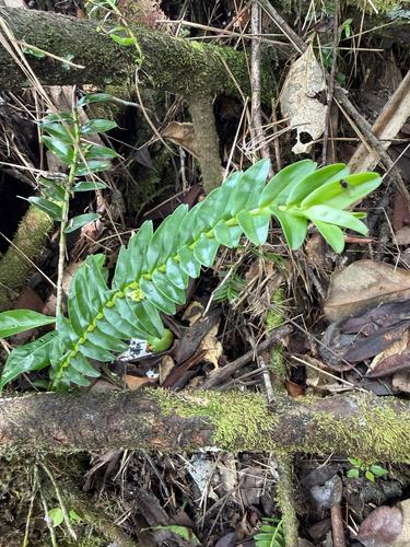 Appendicula reflexa observed 2026-06-24