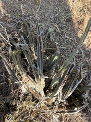 Cissus cactiformis