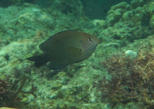 Pomacentrus adelus observed 2026-07-14
