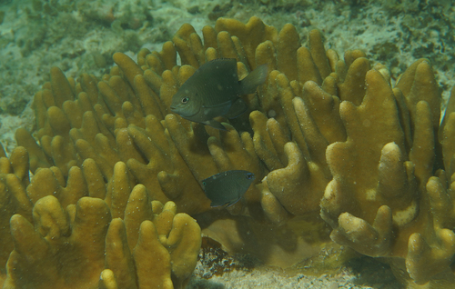 Pomacentrus adelus observed 2026-07-12