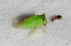 Stictocephala militaris