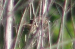 Ammodramus savannarum