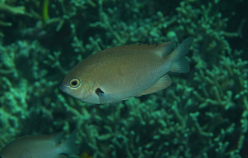 Pomacentrus alexanderae observed 2026-07-17
