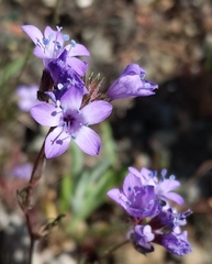 Gilia achilleifolia