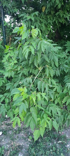 box elder
