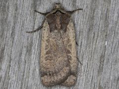 Parabagrotis insularis