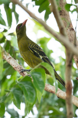 Oriolus flavocinctus