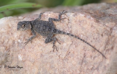 Agama armata