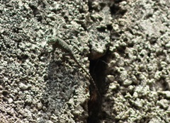 Sceloporus taeniocnemis