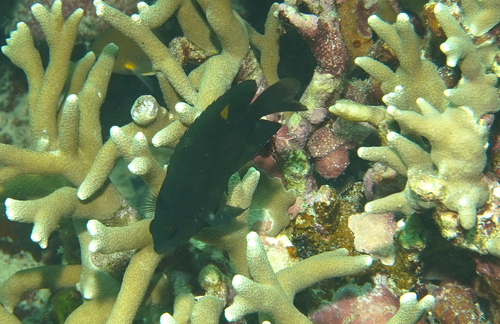 Pomacentrus burroughi observed 2026-07-12