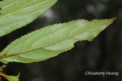 Viburnum taitoense