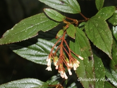 Viburnum taitoense