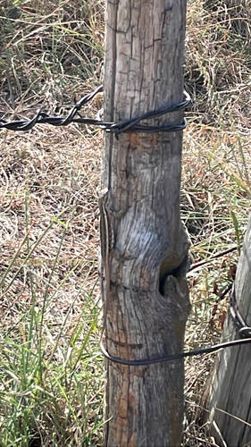 Prairie Lizard