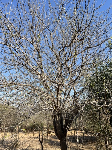 Albizia anthelmintica, photograph 2