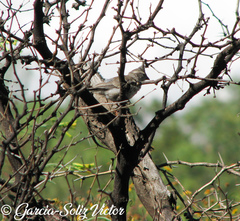 Lophospingus griseocristatus