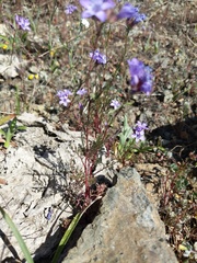 Gilia achilleifolia
