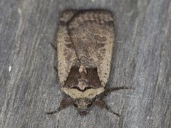 Parabagrotis insularis