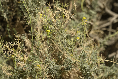 Descurainia bourgaeana, 2026-07-19