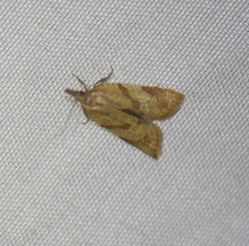 iNaturalist observation photo of Tortricine Leafroller Moths