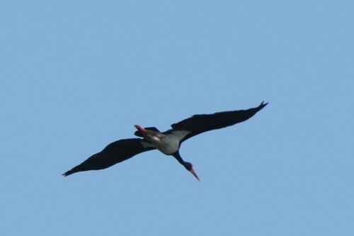 iNaturalist image
