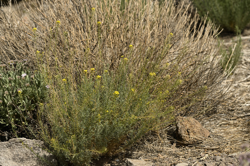 Descurainia bourgaeana, 2026-07-19
