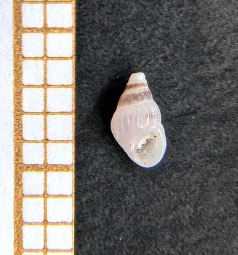 Rissoa violacea, 2026-07-08