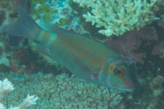 Lethrinus erythropterus
