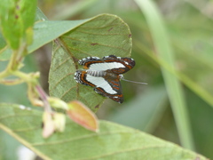 Synargis paulistina