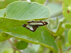 Synargis paulistina