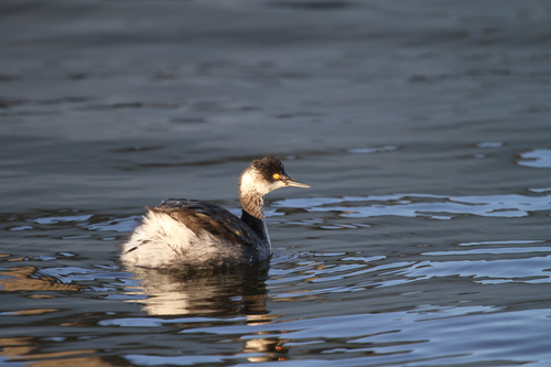 iNaturalist image