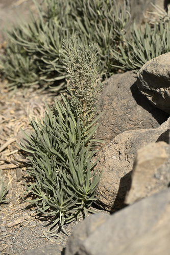 Descurainia bourgaeana, 2026-07-19