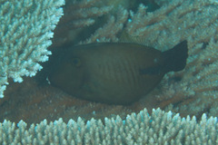 Amanses scopas